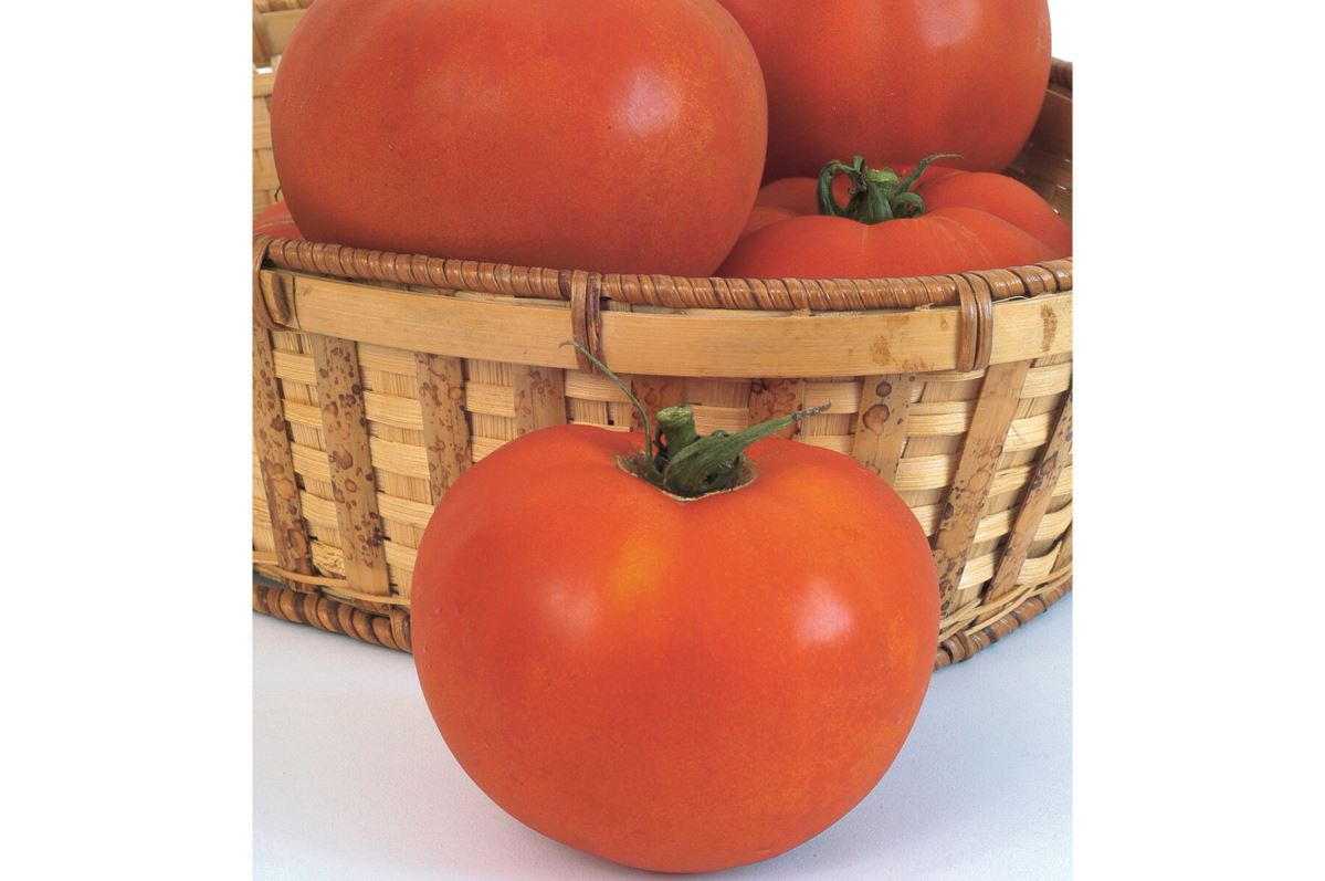 Celebrity – Tomato Seed